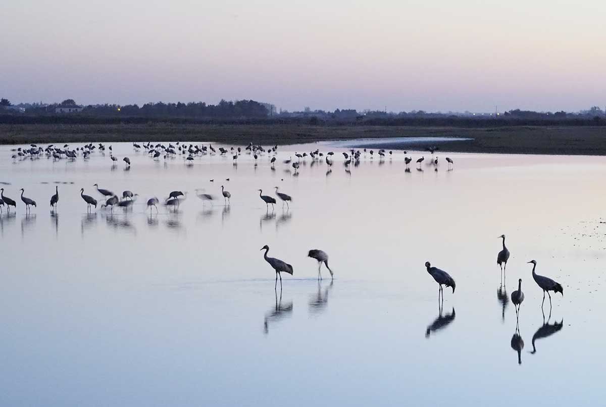 Un spectacle magique, jusqu’à 1 000 Grues animent le site de leurs cris et de leurs danses.
